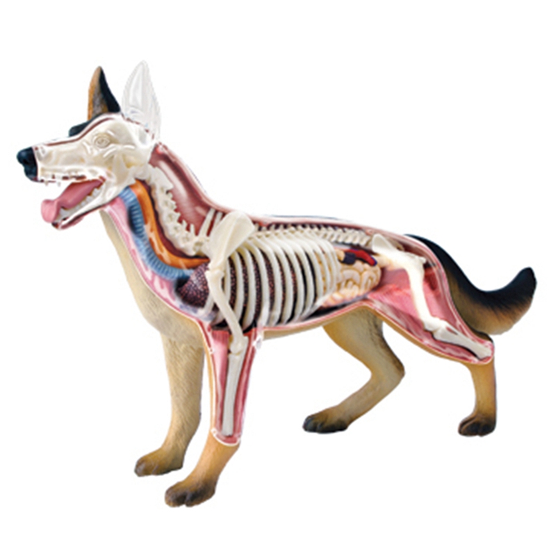 동물 장기 해부학 모델 4D 개 지능 조립 장난감 교육 - Dog Toys 리뷰 및 가격